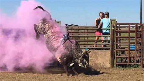 Texas Couple Takes Bull By The Horns For Gender Reveal