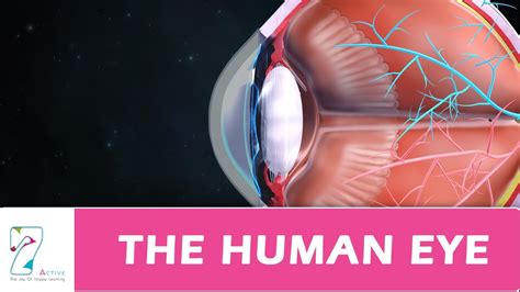 The Human Eye Youtube