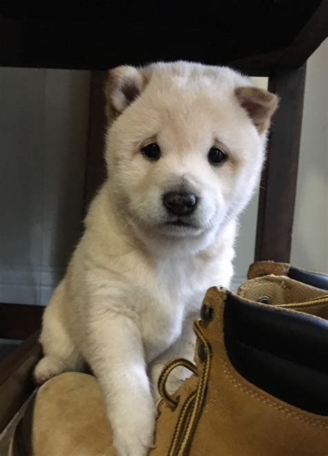 The mountainous parts of the chubu region were the natural abode of the shiba inu. Shiba Inu Puppies For Sale | Frederick, MD #297630