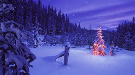 Christmas Tree Glowing Outdoors In A Snowy Forest Stock