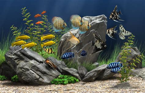 Dream Aquarium Screensaver Free Download And Software Reviews Cnet