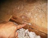 Termite Damage Florida Images