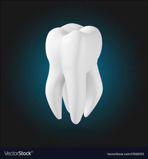 Tooth Realistic 3d Teeth Template Royalty Free Vector Image