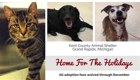 Pets up for adoption (singapore) has 27,718 members. Michigan Shelter Waives Adoption Fees Through End Of The ...