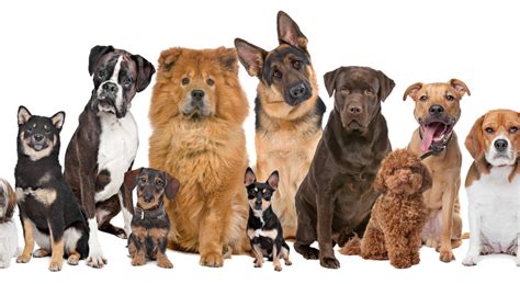 As raças de cachorros mais comuns no Brasil Blog FinoFaro