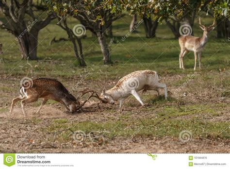 Fallow Deer During Mating Season Stock Photo Image Of Park Fall