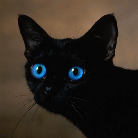 Картинки Черных Кошек С Голубыми Глазами Telegraph