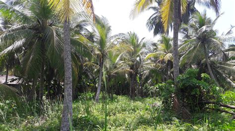 If everything can be sourced in malaysia, why not? Small coconut plantation with paddy views | Lanka Real Estate