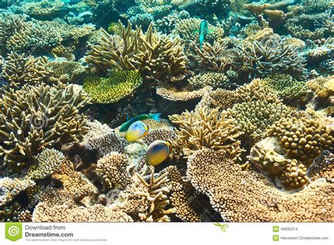 Coral Reef At Maldives Stock Photo Image 49690314