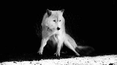 Dapatkan kumplan berbagai macam gambar anime gif dan animasi gif terbaru. White Wolf GIFs - Get the best GIF on GIPHY