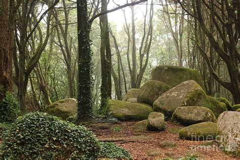 Green Forest Trees With Huge Rocks By Manuel Fernandes Landscape