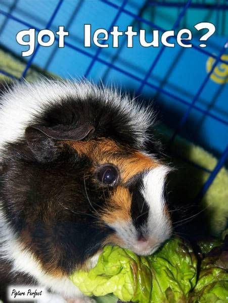 Pin On Guinea Pig Memes And Humor