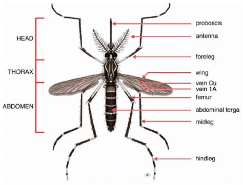 Figure B Dorsal View Of Adult Female Mosquito Aedes Stegomyia