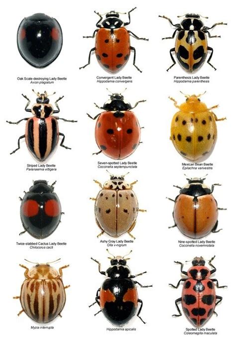 why are ladybugs red with black spots quora