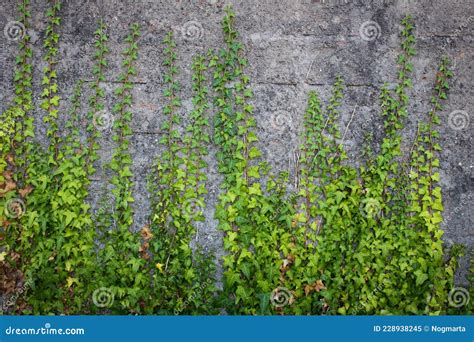 Ivy Climbing On Brick Wall Stock Image Image Of Invasive 228938245