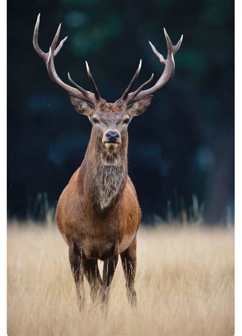 Majestic European Red Stag The Red Deer Is The Fourth Largest Deer