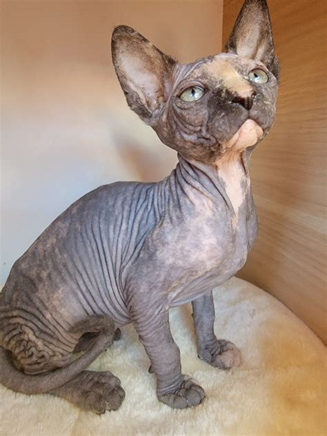 Sphynx Sphynx Cats For Sale Price