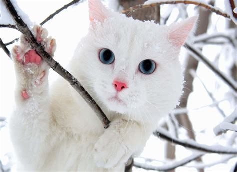 Download White Cat With Blue Eyes Picture