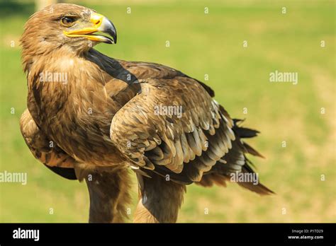 Closeup Of Golden Eagle Aquila Chrysaetos Falconry Birds Of Prey In