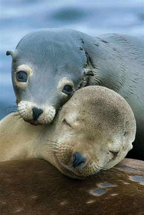 Sealife Cute Animals Animals Hugging Animal Hugs