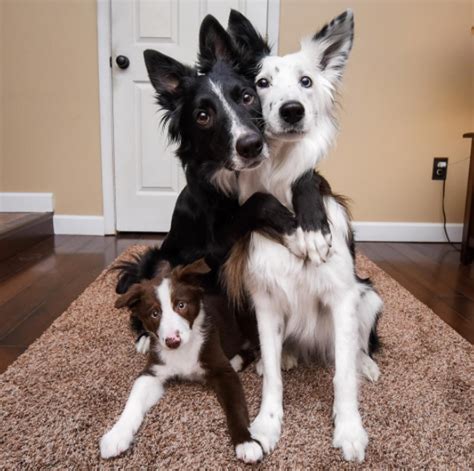 Famous Hugging Dogs Are So Excited About Their New Puppy Brother