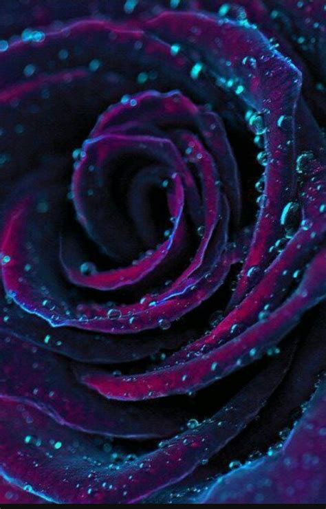 Pin By Alicia Alvarez On Wallpapers Purple Roses Beautiful Flowers