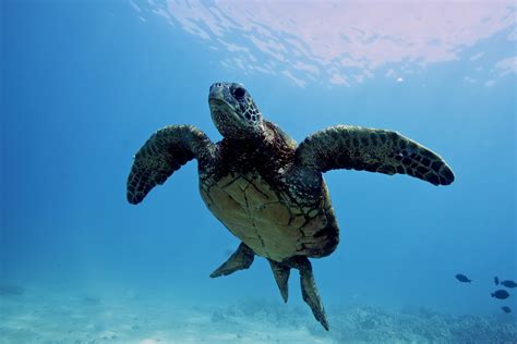 How Do Turtles Swim Howdozg