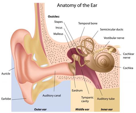 What Are The Common Causes Of Ear Swelling With Pictures