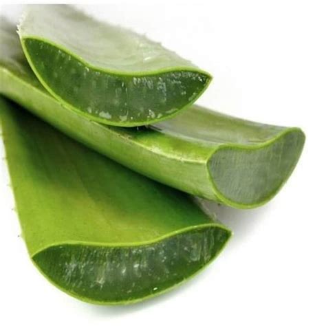 1lb Fresh Cut Aloe Vera Medicine Plant Leaves Etsy