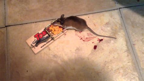 Mouse hunt gets trapped under the weight of its excessive slapstick. Mickey Mouse Slaughtered in Mouse Trap - YouTube