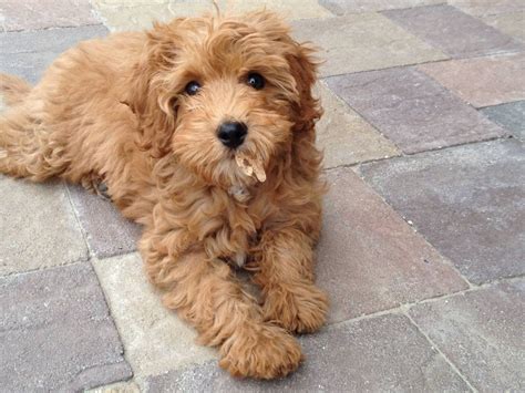 Top 10 Facts About The Cavapoo Dog Breed