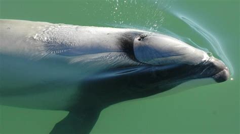 Experten Kleinste Delfine Der Welt Vom Aussterben Bedroht