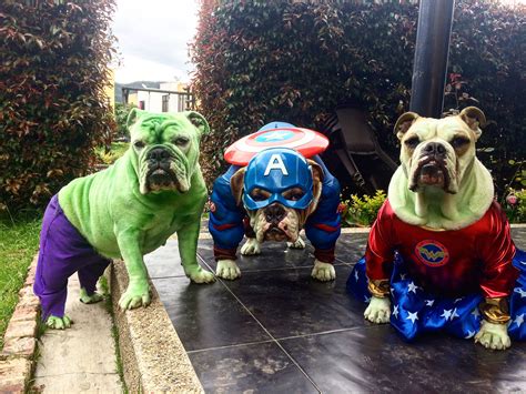 We did not find results for: Disfraz Hulk, Capitán América y Mujer Maravilla ...