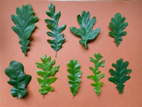 Oak Leaves Obsessedbynature