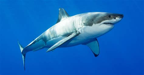 Great White Shark Pics Shark Great White Shark Sea Wallpapers Hd