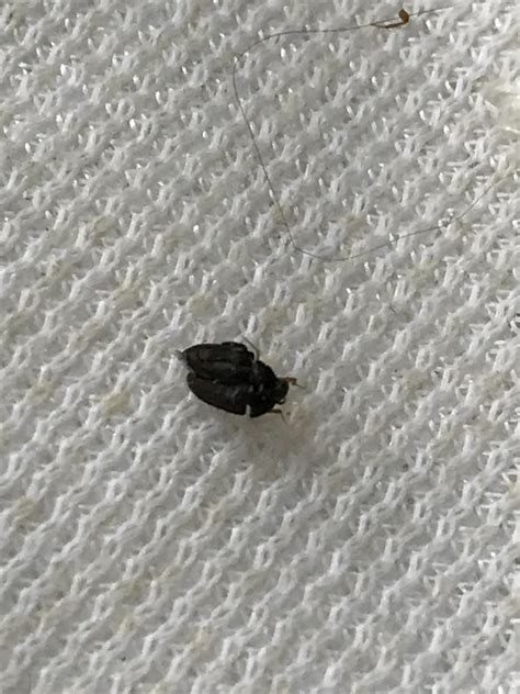 Tiny Black Bugs In Bed With Wings