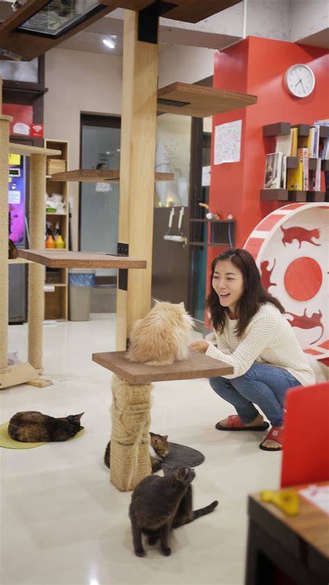 All About Hongdae In Korea Cat Cafe