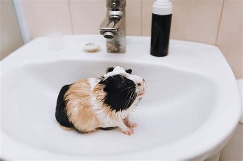 How To Bathe A Guinea Pig In 7 Easy Steps Pet Keen