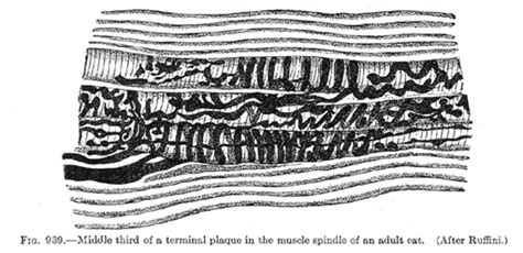 Peripheral Terminations of Nerves of General Sensations - Human Anatomy