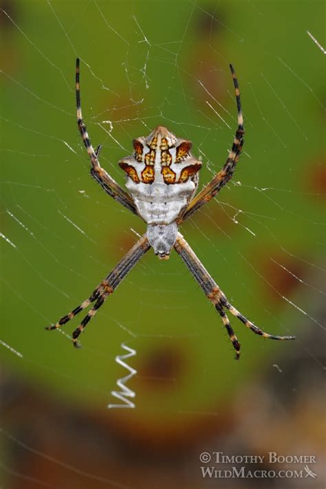 Silver Garden Spider Argiope Argentata Pictures Wild Macro Stock
