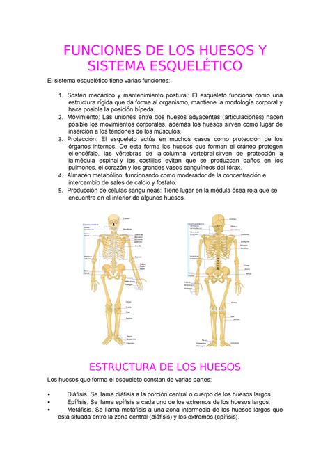 Funciones De Los Huesos Y Sistema Esquelético Studocu