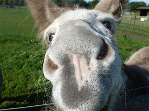 Donkeys Nose A Close Up Of A Donkey At Matlock Farm Park Flickr