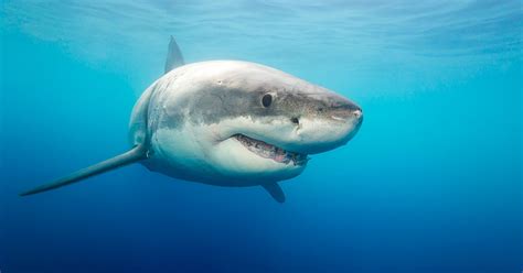Great white shark (carcharodon carcharias). 1,300-Pound Great White Shark Named Hilton Spotted Near ...