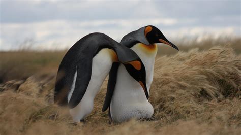 Can Penguins Fly The Evolution Of Flightless Birds 2024