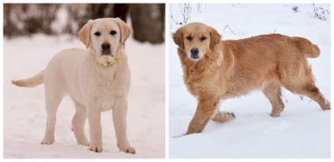 Golden Retriever Vs Labrador