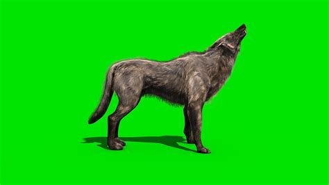 Wolf Walks Howl 3d Model Animated Pixelboom