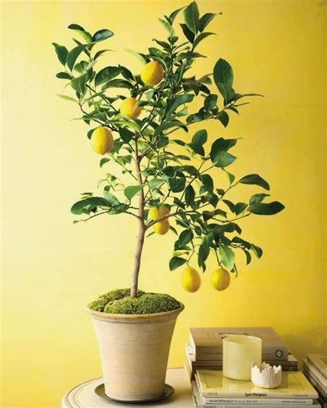 How To Grow Lemon Trees From Seeds Organicgardening My
