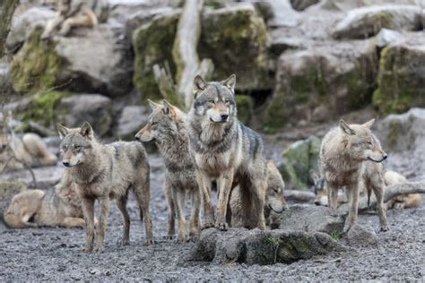 Why Some Wolves Become Leaders Of The Pack Explorersweb