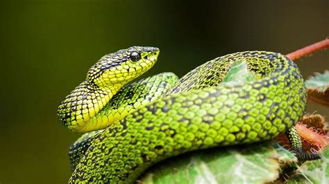 La Serpiente Mas Peque A Del Mundo Revistaboletinbiologica Com Ar