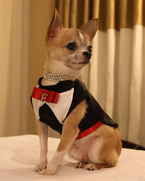 Chihuahua Dog Breed Information Dog Breeds
